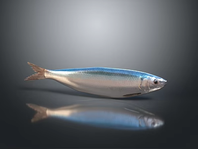 Silver Fish with Shiny Scales on Dark Background and Clear Reflection 3d model