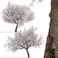 Modern Landscape Trees Poplar Maple Pine Trees Big Trees Tropical Trees 3d model