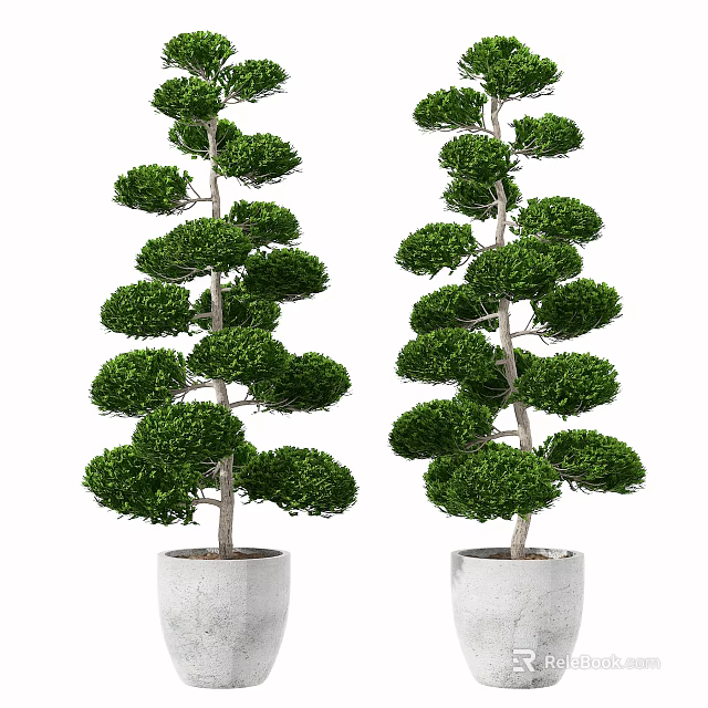 Two Well Trimmed Bonsai Plants in White Ceramic Pots for Home Decoration 3d model 
