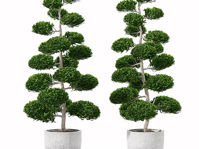 Two Well Trimmed Bonsai Plants in White Ceramic Pots for Home Decoration 3d model