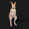 Realistic Kangaroo 3D Model in Standing Pose with Light Brown White Fur and Black Background