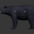 Realistic Black Bear Standing In Front View With Dark Background And Detailed Fur