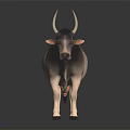 Long Horned Gray Brown Zebu Standing on Black Reflective Ground with Dark Background