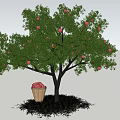 Fruit Bearing Tree With Red Fruits And Basket Under Green Grass And Blue Sky