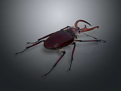 Detailed Maroon Rhinoceros Beetle With Large Curved Horn On Dark Background 3d model