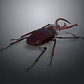 Detailed Maroon Rhinoceros Beetle With Large Curved Horn On Dark Background