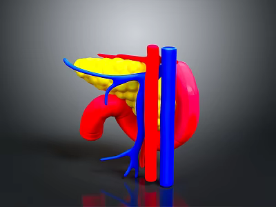 Human Organs 3D Anatomical Model Displaying Liver Stomach And Blood Vessels Structure 3d model