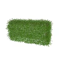 Lush Green Shrub with Dense Foliage and Neatly Trimmed Form for Garden Landscaping