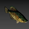 Fresh Spotted Fish With Green Yellow Scales And Black Spots As Delicious Seafood
