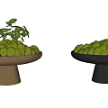 Decorative Bonsai Plant Pot with Moss and Leafy Green Plants on Textured Black Brown Pedestals