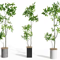 Decorative Indoor Bonsai Plants With Green Leaves In Different Colored Ceramic Pots