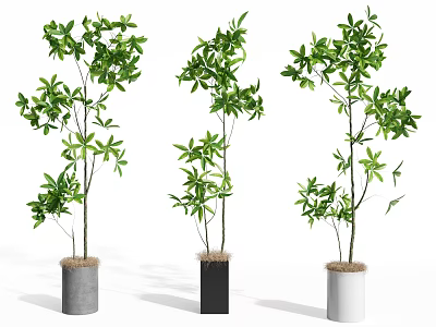 Decorative Indoor Bonsai Plants With Green Leaves In Different Colored Ceramic Pots 3d model
