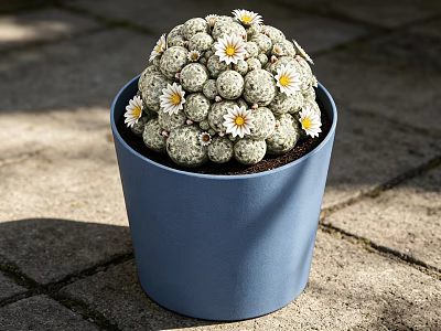 Succulent Bonsai Potted Plant With White Flowers In Blue Pot On Stone Pavement 3d model