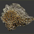Vibrant Aquatic Animals Thriving In Natural Orange White Honeycomb Coral Structure