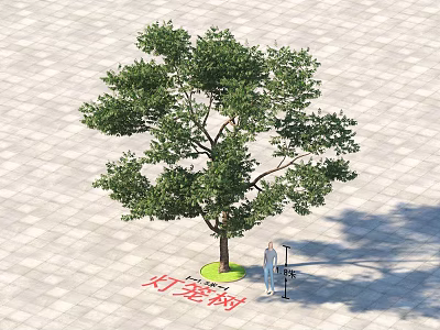 Arbor With Dense Green Leaves And Trunk On Square Paved Ground Near Person 3d model