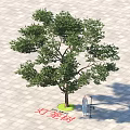 Arbor With Dense Green Leaves And Trunk On Square Paved Ground Near Person