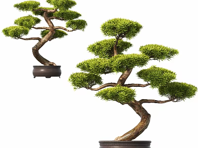 Elegant Bonsai Pine Trees With Curved Trunks And Lush Foliage In Dark Pots 3d model