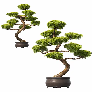 New Chinese potted plant pine bonsai 3d model
