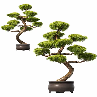 New Chinese potted plant pine bonsai 3d model