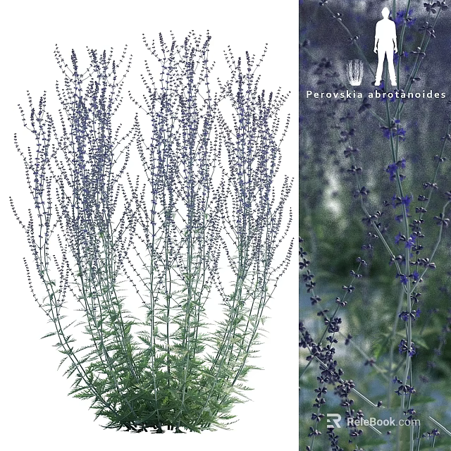 Decorative Ornament Set with Perovskia atriplicifolia Purple Flowers and Green Stems for Home Decor 3d model 