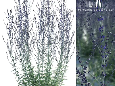 Decorative Ornament Set with Perovskia atriplicifolia Purple Flowers and Green Stems for Home Decor 3d model
