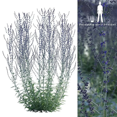 Decorative Ornament Set with Perovskia atriplicifolia Purple Flowers and Green Stems for Home Decor 3d model