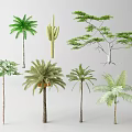 Different Types of Arbor Trees with Various Leaf Shapes and Trunk Structures