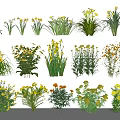 Various Types of Flowers and Green Plants with Yellow White Blooms and Foliage