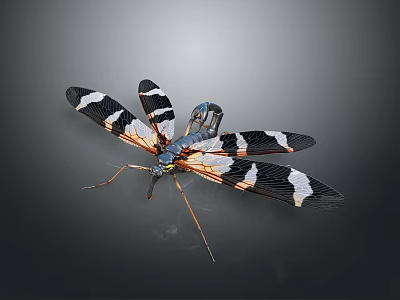Black And White Striped Wing Insect With Slender Body And Long Legs 3d model