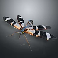 Black And White Striped Wing Insect With Slender Body And Long Legs