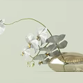 White Orchid Flowers Arranged In Elegant Decorative Transparent Oval Glass Vase