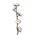 Shrub With White Cotton Like Blooms On Branches Against Light Gray Background