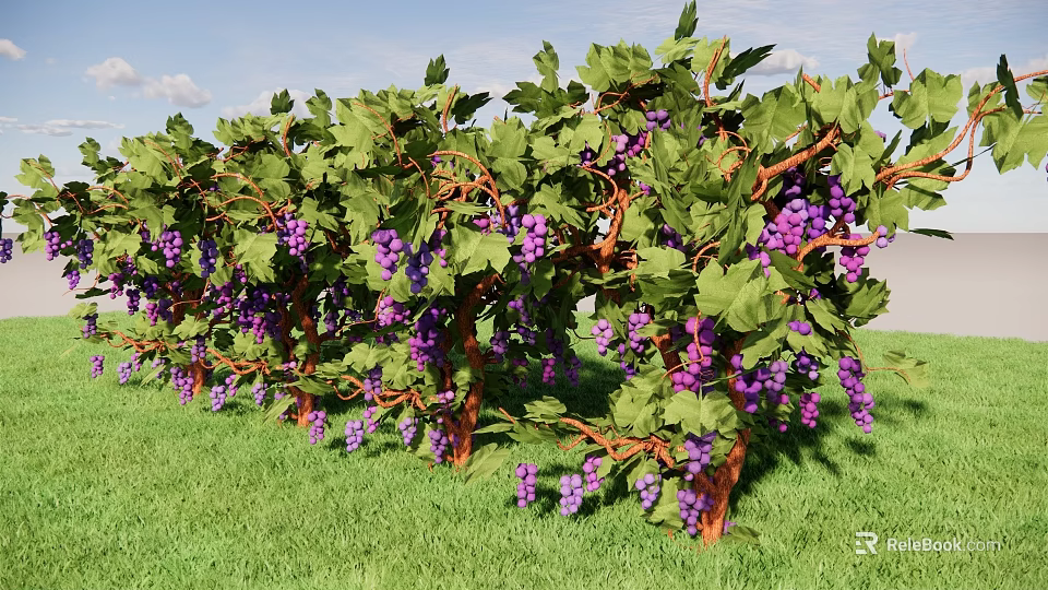 Vine With Green Leaves And Purple Grapes In Grass Field Under Blue Sky 3d model 