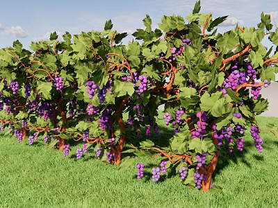 Vine With Green Leaves And Purple Grapes In Grass Field Under Blue Sky 3d model