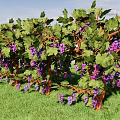 Vine With Green Leaves And Purple Grapes In Grass Field Under Blue Sky