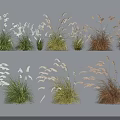 Decorative Herbaceous Plants With Various Forms And Green White Brown Colors For Decoration