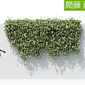 Lush Green Climbing Vines Covering Wall With Dense Foliage And Natural Shade