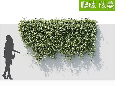 Lush Green Climbing Vines Covering Wall With Dense Foliage And Natural Shade 3d model