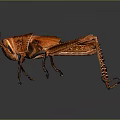 grasshopper insect cartoon locust animation locust anime locust anime game character 3d model
