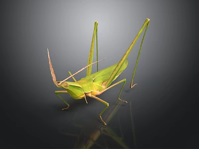 Green Grasshopper with Long Legs and Antennae on Dark Background Detailed View 3d model