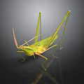 Green Grasshopper with Long Legs and Antennae on Dark Background Detailed View
