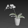 Elegant White Orchid Plant In White Ceramic Pot With Green Leaves