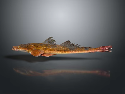 Unique Fish With Spiny Fins Elongated Body And Brown Orange Coloration 3d model