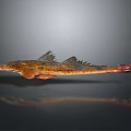Unique Fish With Spiny Fins Elongated Body And Brown Orange Coloration