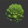 Vibrant Green Romanesco Broccoli Fresh Close Up With Unique Spiral Shape