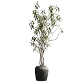 Bonsai Potted Plant With Green Leaves And Slender Branches In Gray Pot