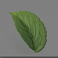 Fresh Green Leaf With Clear Veins And Natural Texture On Light Background