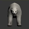 Realistic 3D Polar Bear Model With White Fur Standing Pose And Detailed Rendering 3d model