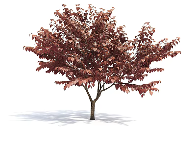 Ornamental Arbor With Reddish Brown Foliage And Slender Trunk In Isolated Scene 3d model