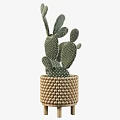 Cactus Bonsai Plant In Woven Beaded Pot With Green Spiky Foliage